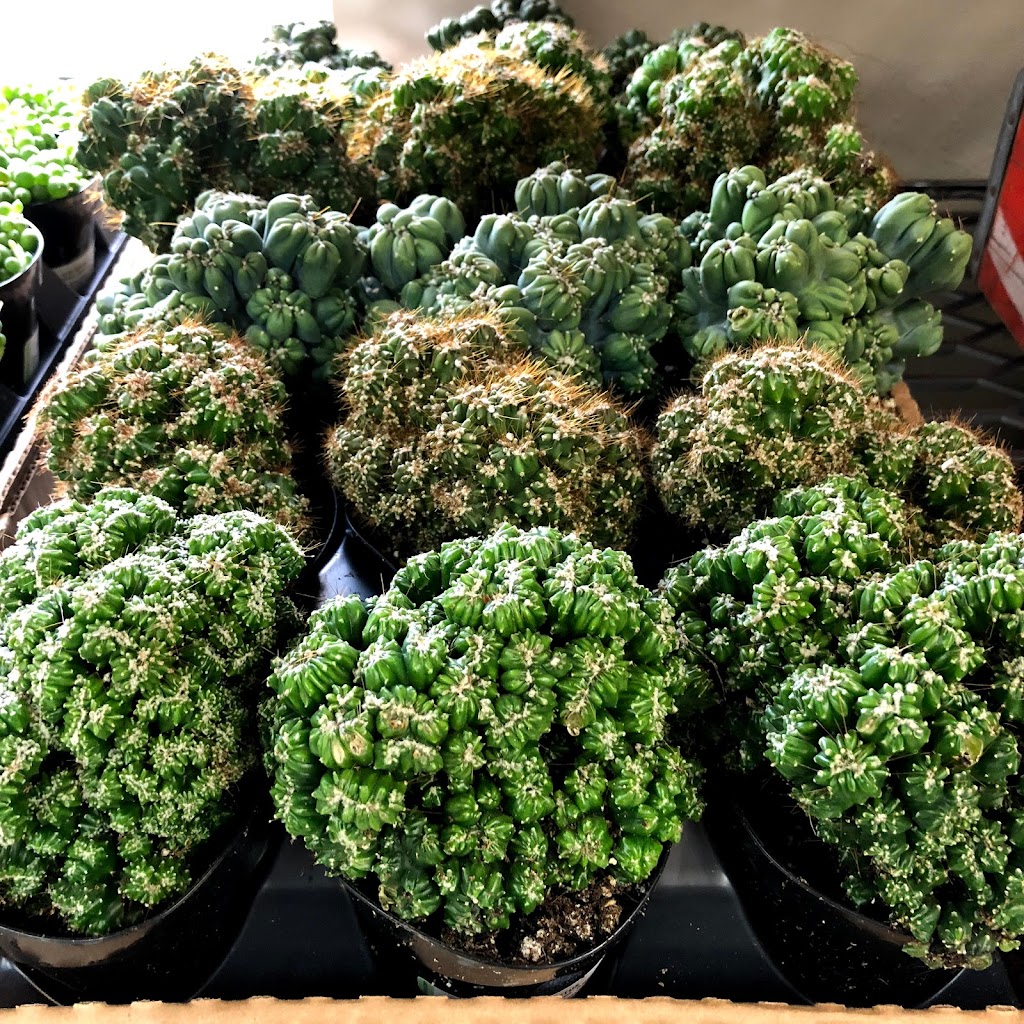 Austin Succulents | 1806 W Koenig Ln #A, Austin, TX 78756, USA | Phone: (512) 453-6633