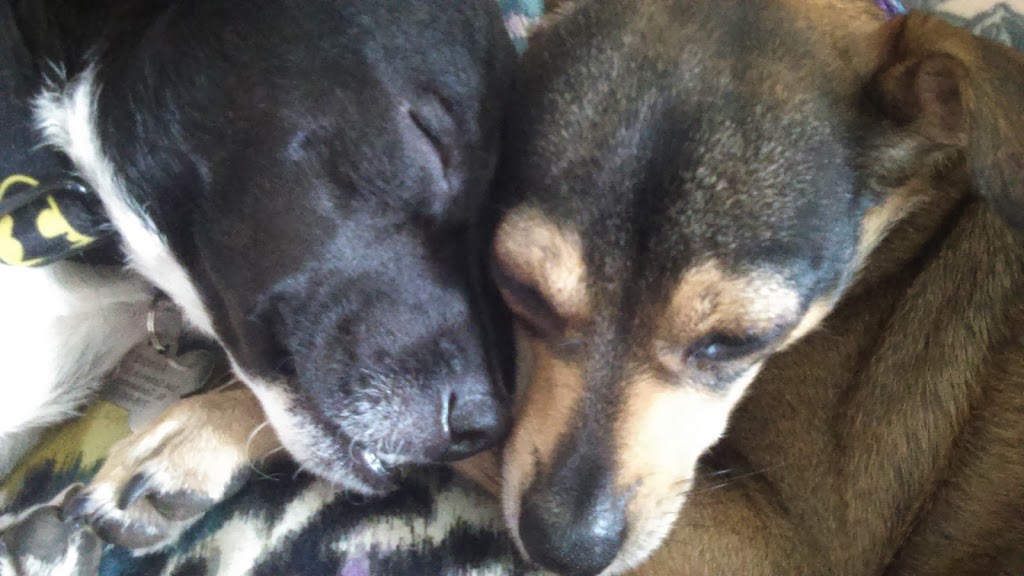 Genesee County Animal Shelter | 3841 W Main Street Rd, Batavia, NY 14020, USA | Phone: (585) 343-6410