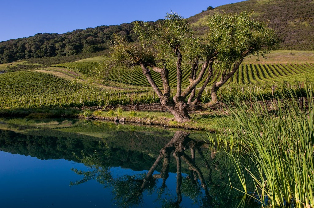 Schug Carneros Estate Winery | 602 Bonneau Rd, Sonoma, CA 95476, USA | Phone: (707) 939-9363