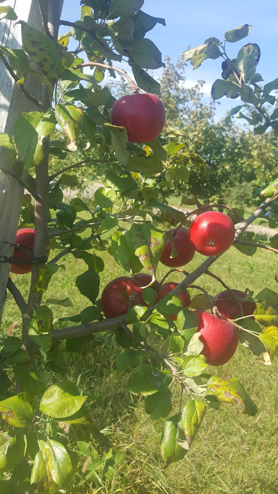 Nelsons Apple Farm | 3010 Douglas Ave, Webster, MN 55088, USA | Phone: (952) 461-3355