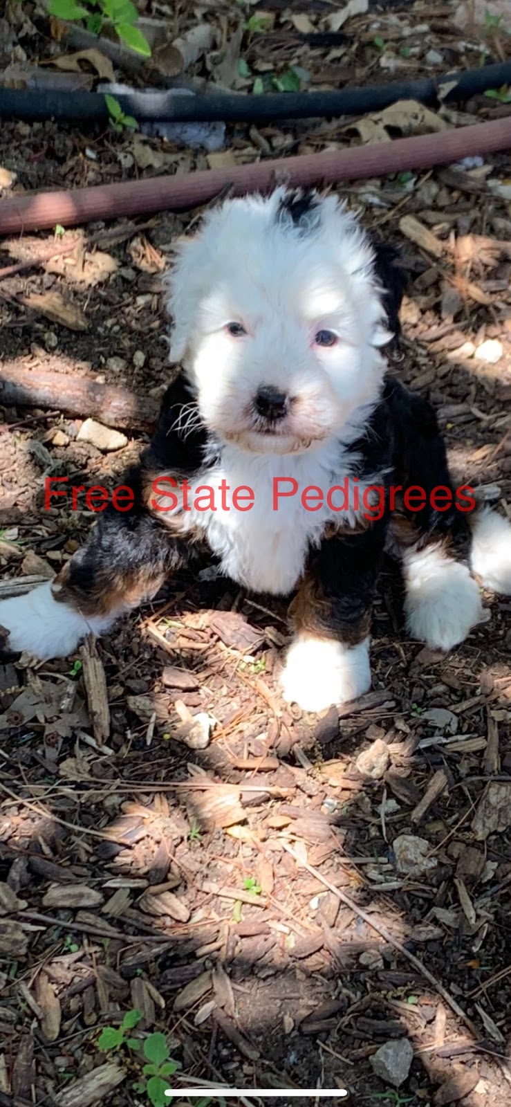 Free State Pedigrees | 15650 Gilman Rd, Leavenworth, KS 66048, USA | Phone: (913) 351-3000