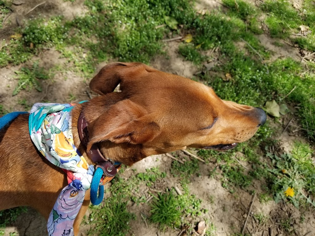Providence Animal Center | 555 Sandy Bank Rd, Media, PA 19063, USA | Phone: (610) 566-4575