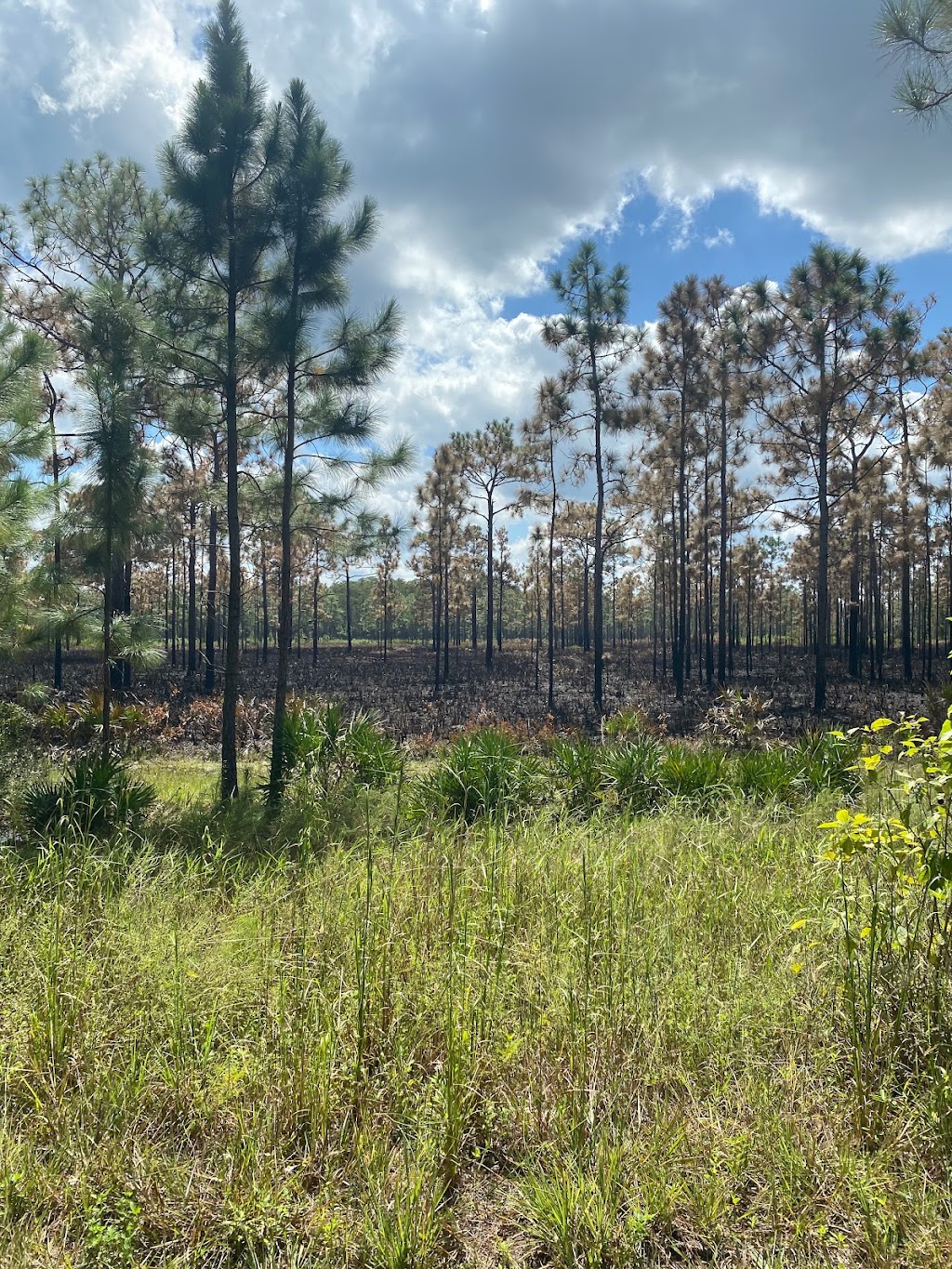 Jay B. Starkey Wilderness Park | 10500 Wilderness Park Blvd, New Port Richey, FL 34655, USA | Phone: (727) 834-3247