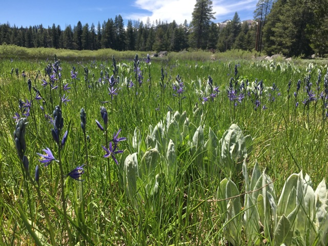 Tahoe Donner Equestrian Center | 15275 Alder Creek Rd, Truckee, CA 96161, USA | Phone: (530) 587-9470