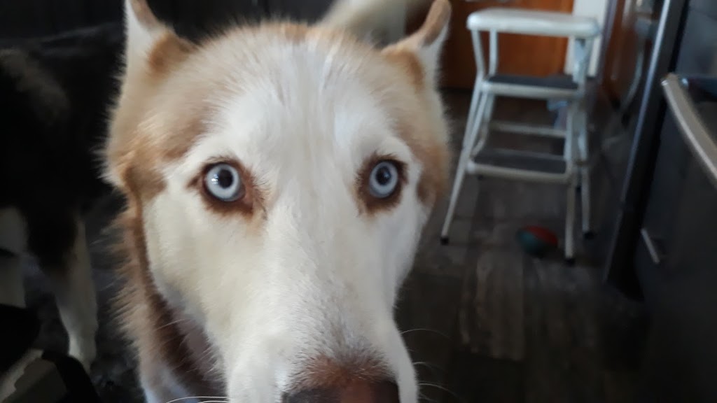 Toronto Veterinary Services | 1415 Franklin St, Toronto, OH 43964, USA | Phone: (740) 537-3057