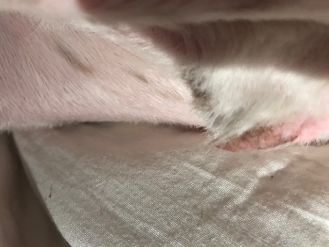 GINAS HAPPY HOUND. | 2412 Ferguson Rd, Allison Park, PA 15101, USA | Phone: (412) 486-5508