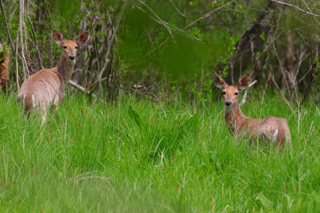 Indian Crossing Trails Park | 703 E Chicago Blvd, Tecumseh, MI 49286, USA | Phone: (517) 423-5602