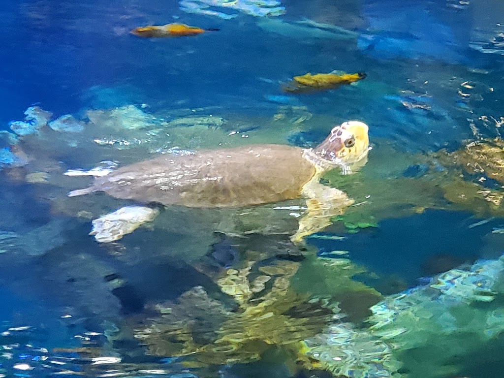 New England Aquarium | 1 Central Wharf, Boston, MA 02110, USA | Phone: (617) 973-5200