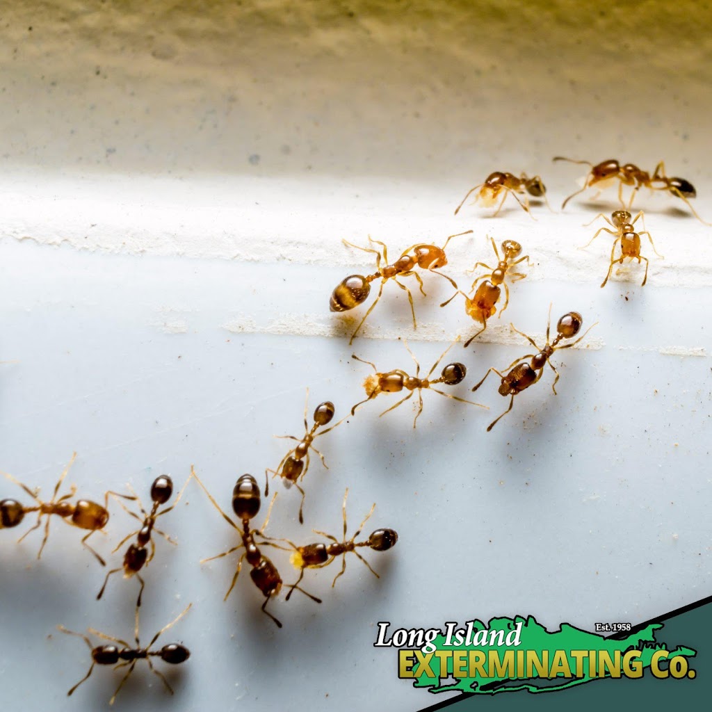 Long Island Exterminating Company | 675 W Jericho Turnpike, Huntington, NY 11743, USA | Phone: (631) 271-9811