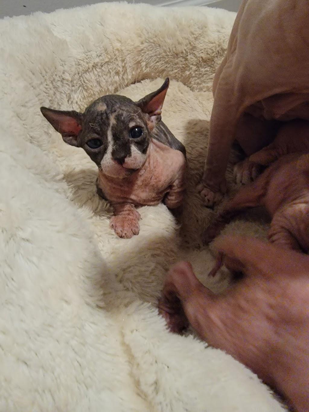 Duncan Sphynx Cattery | 941 Clark Rd, New Vienna, OH 45159, USA | Phone: (937) 302-9128