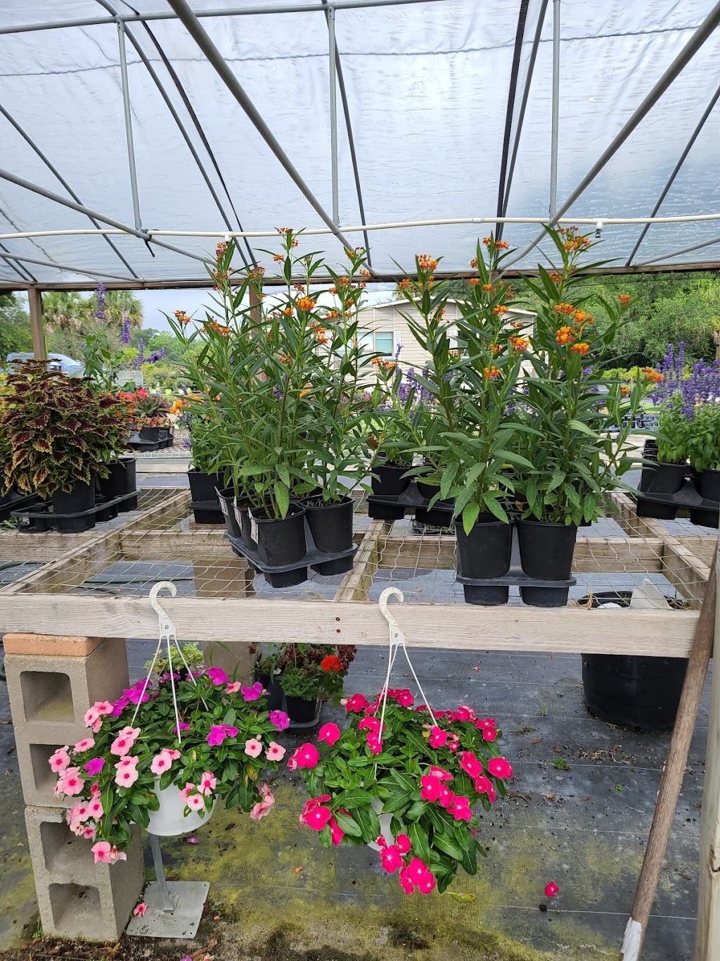 Nursery Landscape & Garden Center | 5955 Florida Ave S, Lakeland, FL 33813, USA | Phone: (863) 644-7331