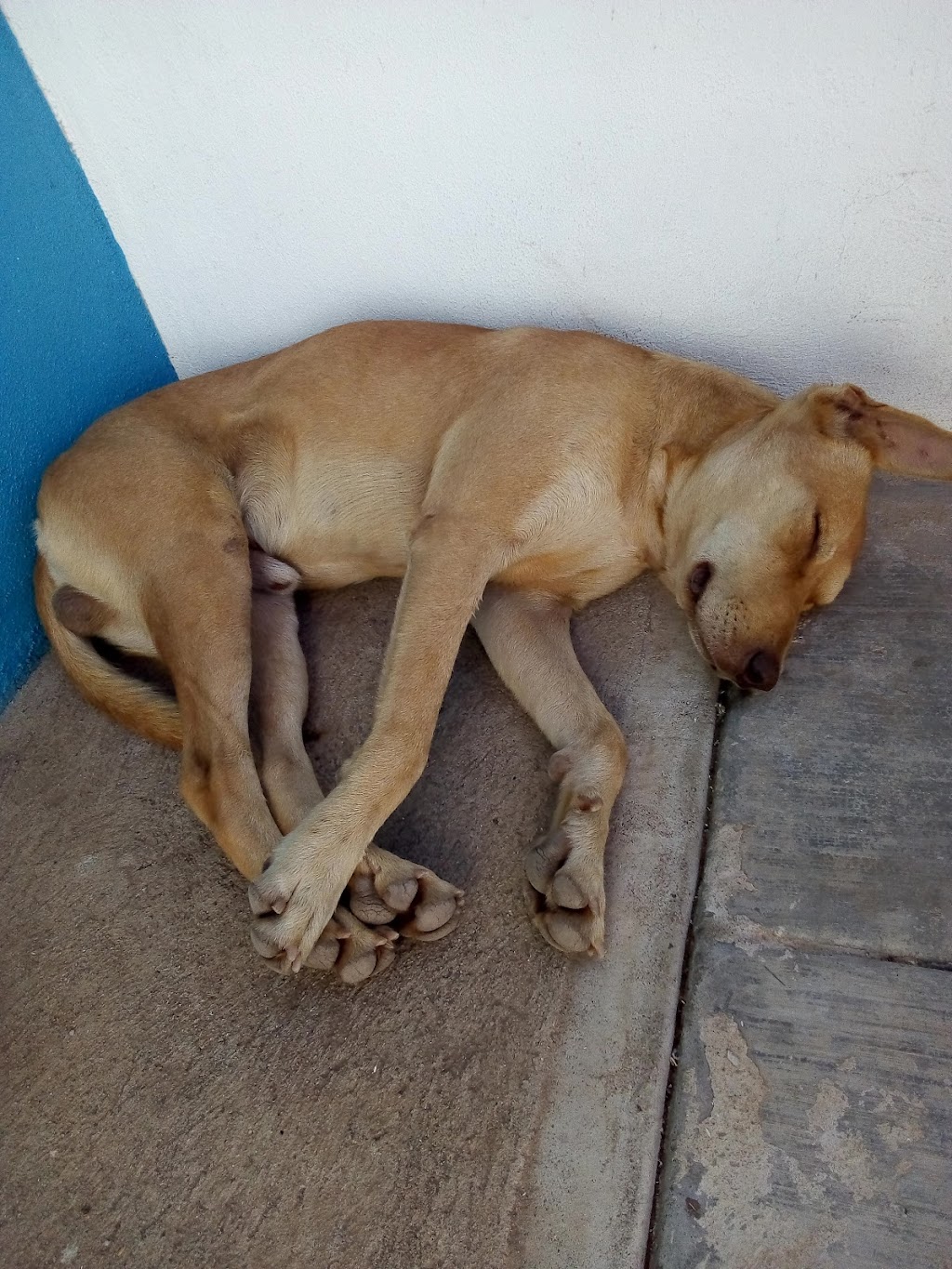 VETERINARiA MALVERDE-Cremacion De Mascotas | Gral. Lázaro Cárdenas 9011-B, Pob Delejido Francisco Villa, 22354 Tijuana, B.C., Mexico | Phone: 664 242 7502