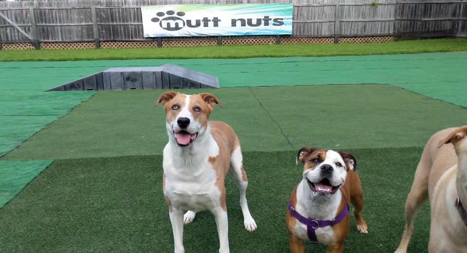 Mutt Nuts | 7224 Winnetka Ave N, Brooklyn Park, MN 55428, USA | Phone: (763) 535-3333 Mutt Nuts | 7224 Winnetka Ave N, Brooklyn Park, MN 55428, USA | Phone: (763) 535-3333