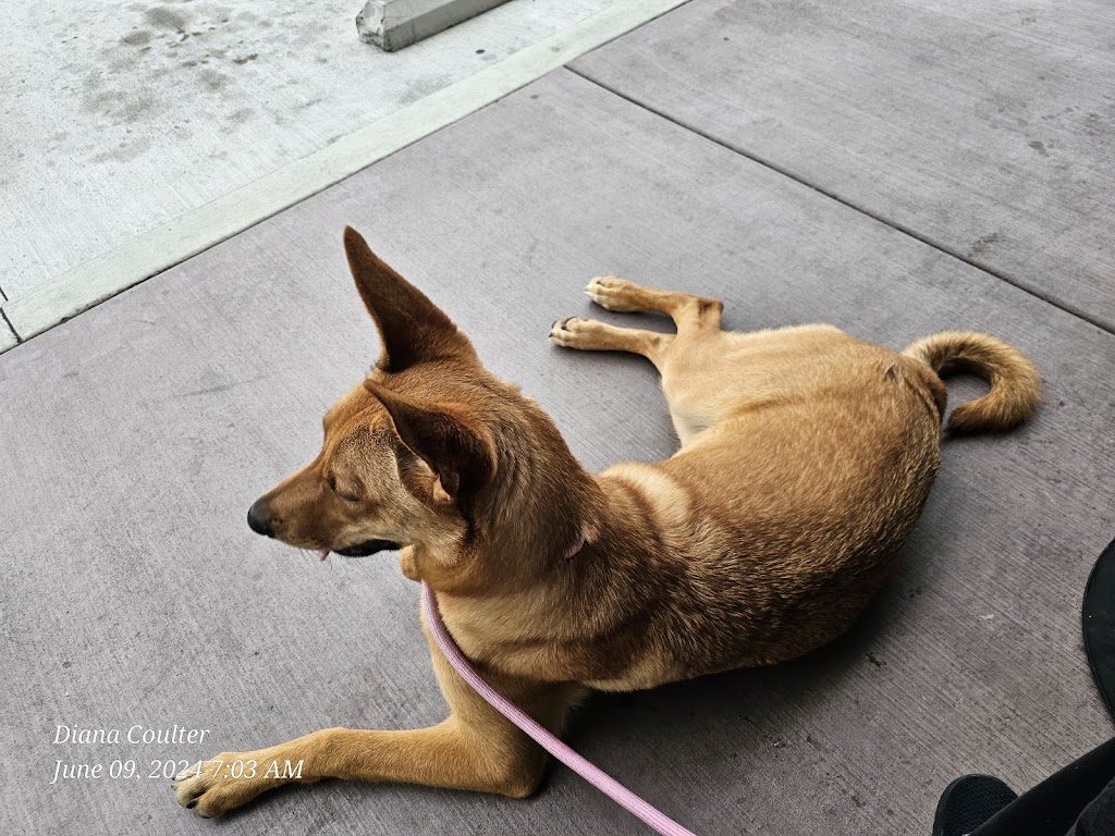 Starbucks | 2124 Artesia Blvd, Torrance, CA 90504, USA | Phone: (424) 551-5097