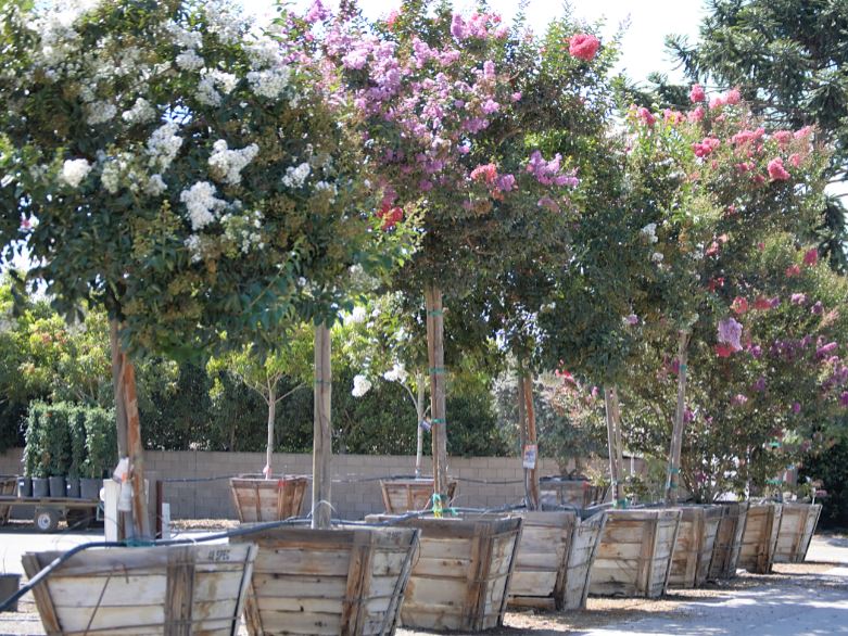 Moon Valley Nurseries | 36705 Briggs Rd, Murrieta, CA 92563, USA | Phone: (951) 616-1118