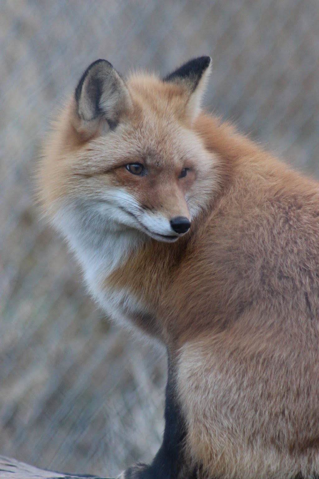 Fox Exhibit | Seward Hwy, Girdwood, AK 99587, USA | Phone: (907) 783-0058