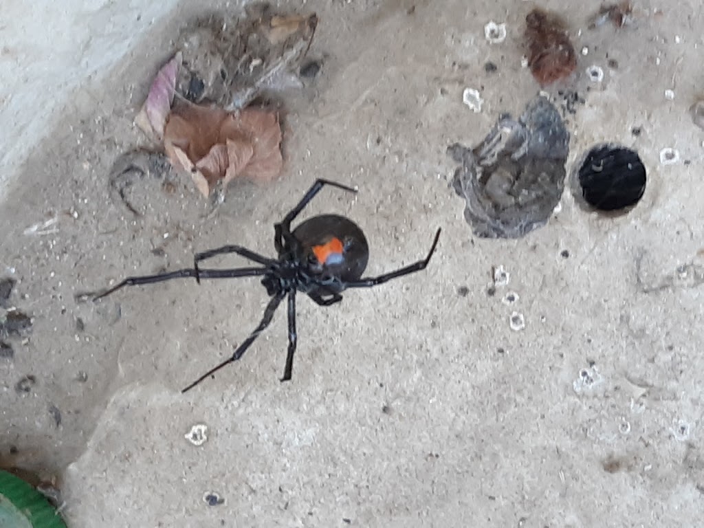 Outstanding Pest Solutions | 12631 Foxdale Dr, Moreno Valley, CA 92553, USA | Phone: (951) 476-9478