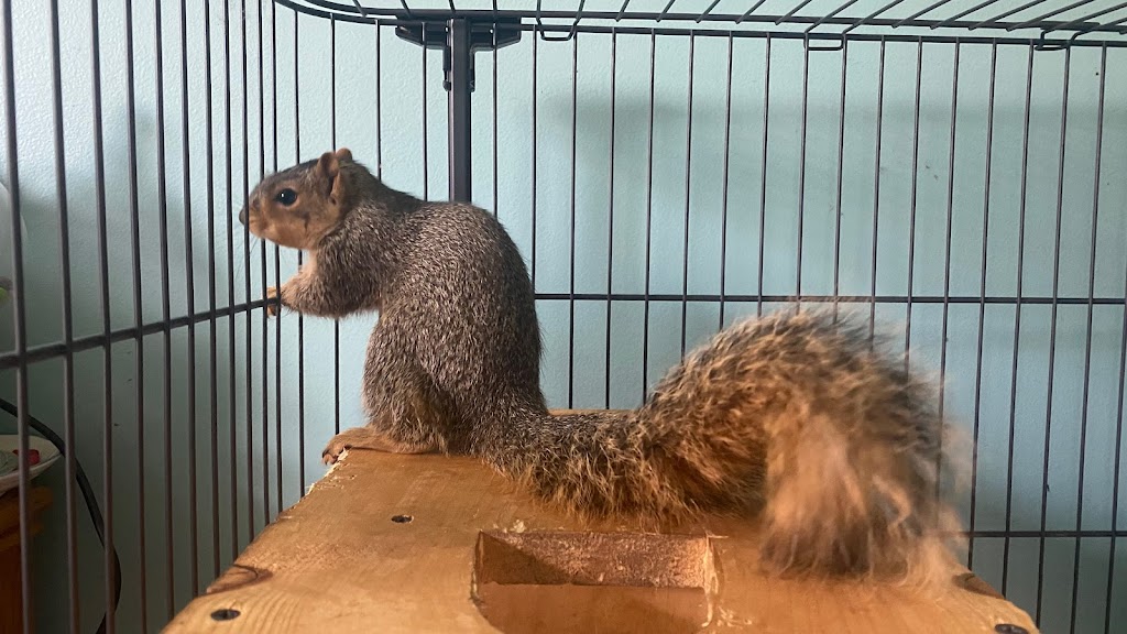 Carmela’s Sanctuary of Squirrels | 36580 Garretts Cove Dr, Eastlake, OH 44095, USA | Phone: (440) 520-4799