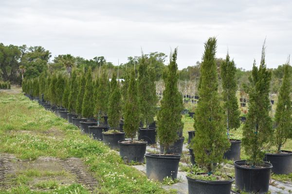 Sunscape Tree Farm, Inc. | 4205 Bruton Rd, Plant City, FL 33565, USA | Phone: (813) 752-4519