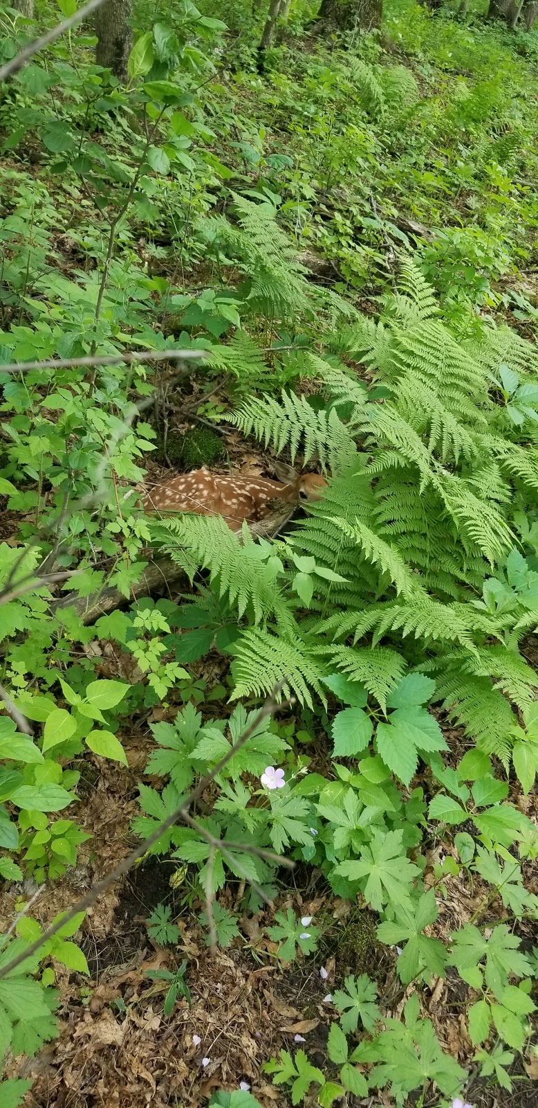 Hampton Woods Wildlife Management Area | 22000 Collier Ct, Hampton, MN 55031, USA | Phone: (651) 322-4643