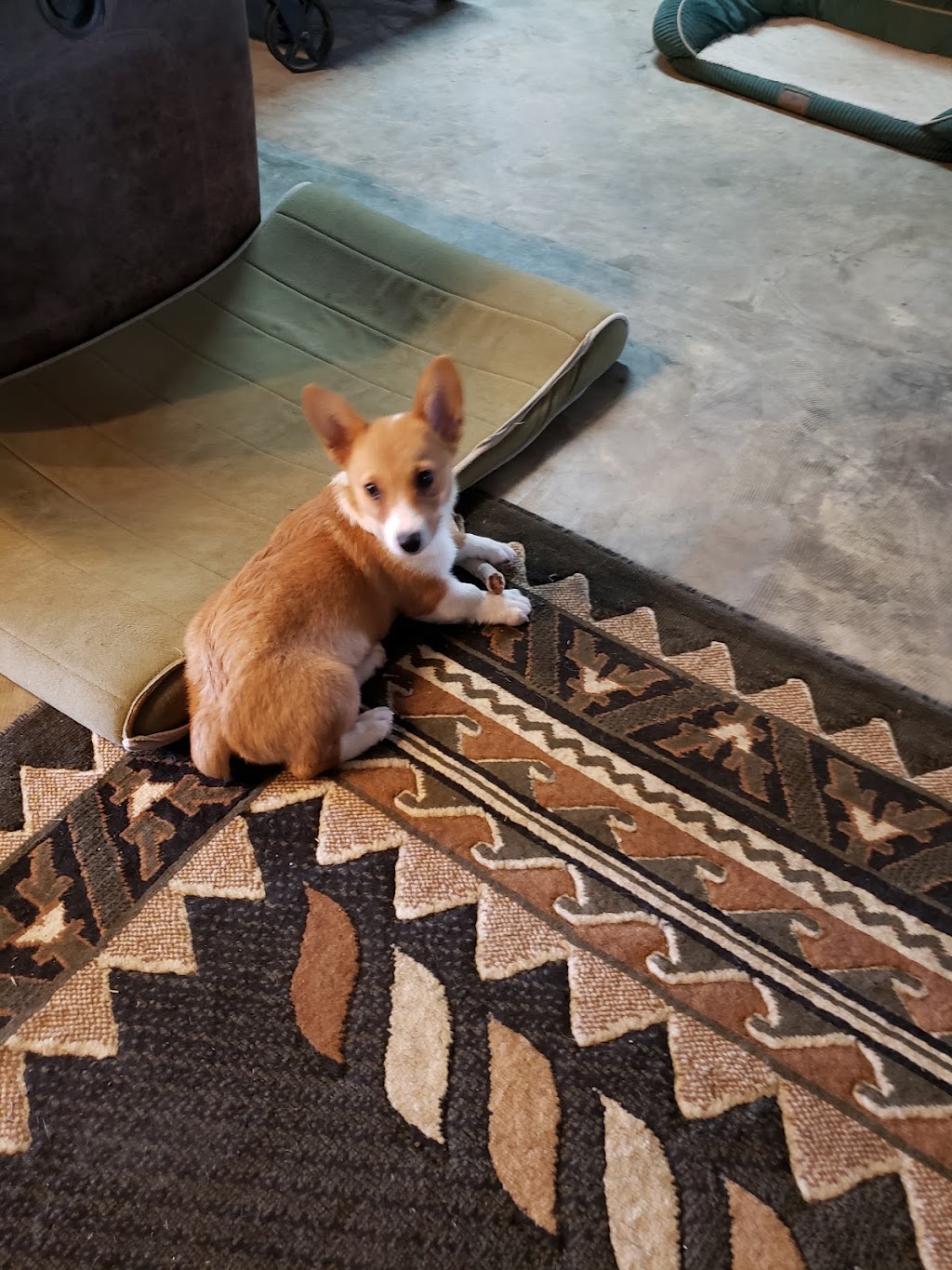 Happy Tails Groom & Board | 1411 US-61 South, Tunica, MS 38676, USA | Phone: (662) 357-8003