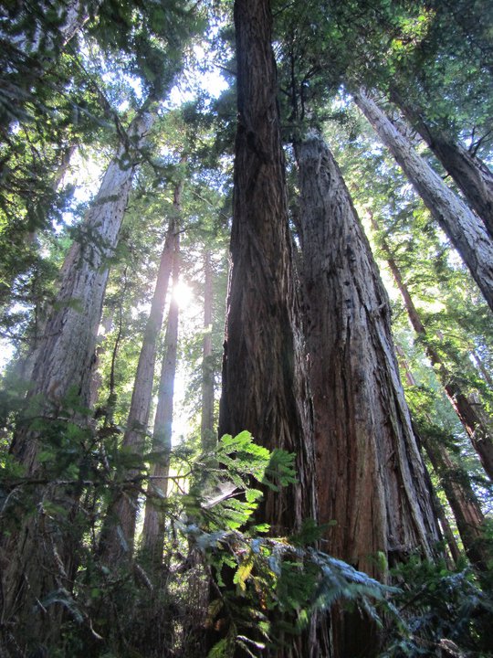 Half Moon Bay Coastside Tours | 225 Cabrillo Hwy S c108, Half Moon Bay, CA 94019, USA | Phone: (650) 720-7050