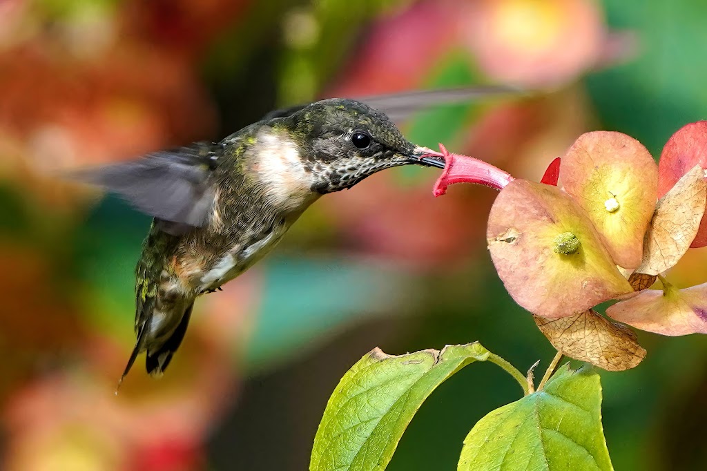 Castellow Hammock Preserve & Nature Center | 22301 SW 162nd Ave, Miami, FL 33170, USA | Phone: (305) 242-7688