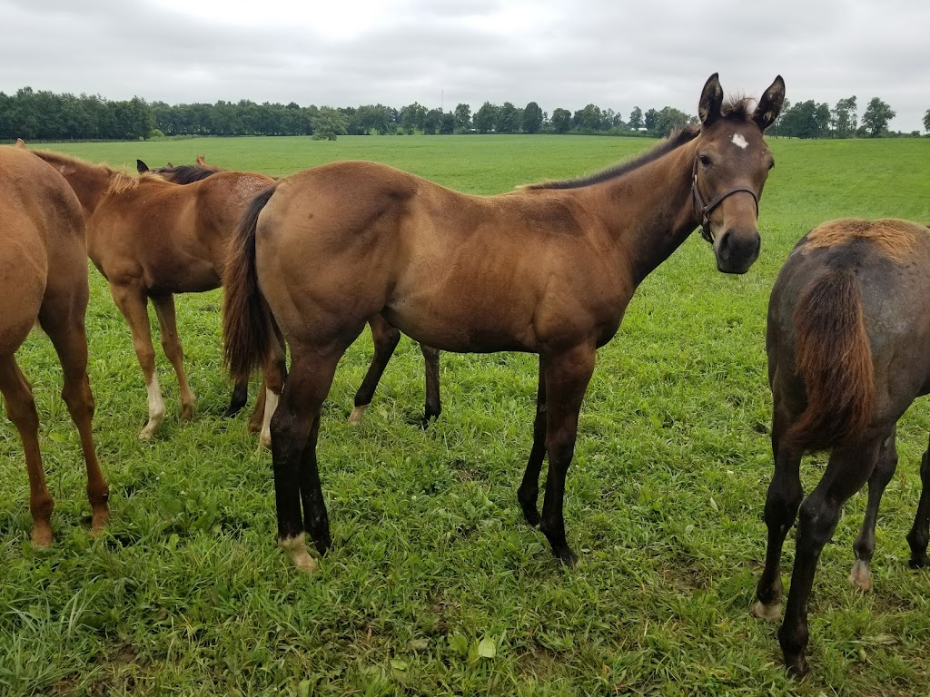 Gunston Hall Farm | 2900 Russell Cave Rd, Lexington, KY 40511, USA | Phone: (859) 293-6185