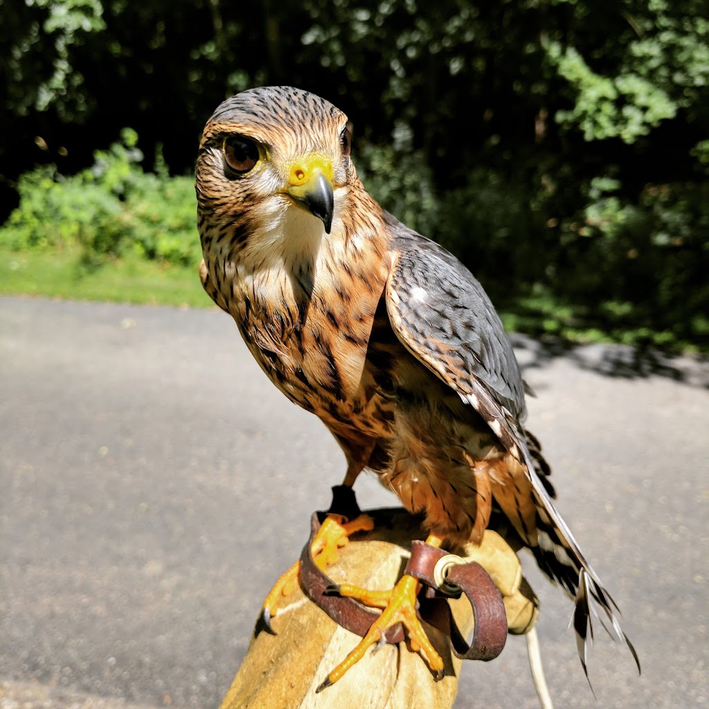 Lowry Nature Center | 7025 Victoria Dr, Victoria, MN 55386, USA | Phone: (763) 694-7650