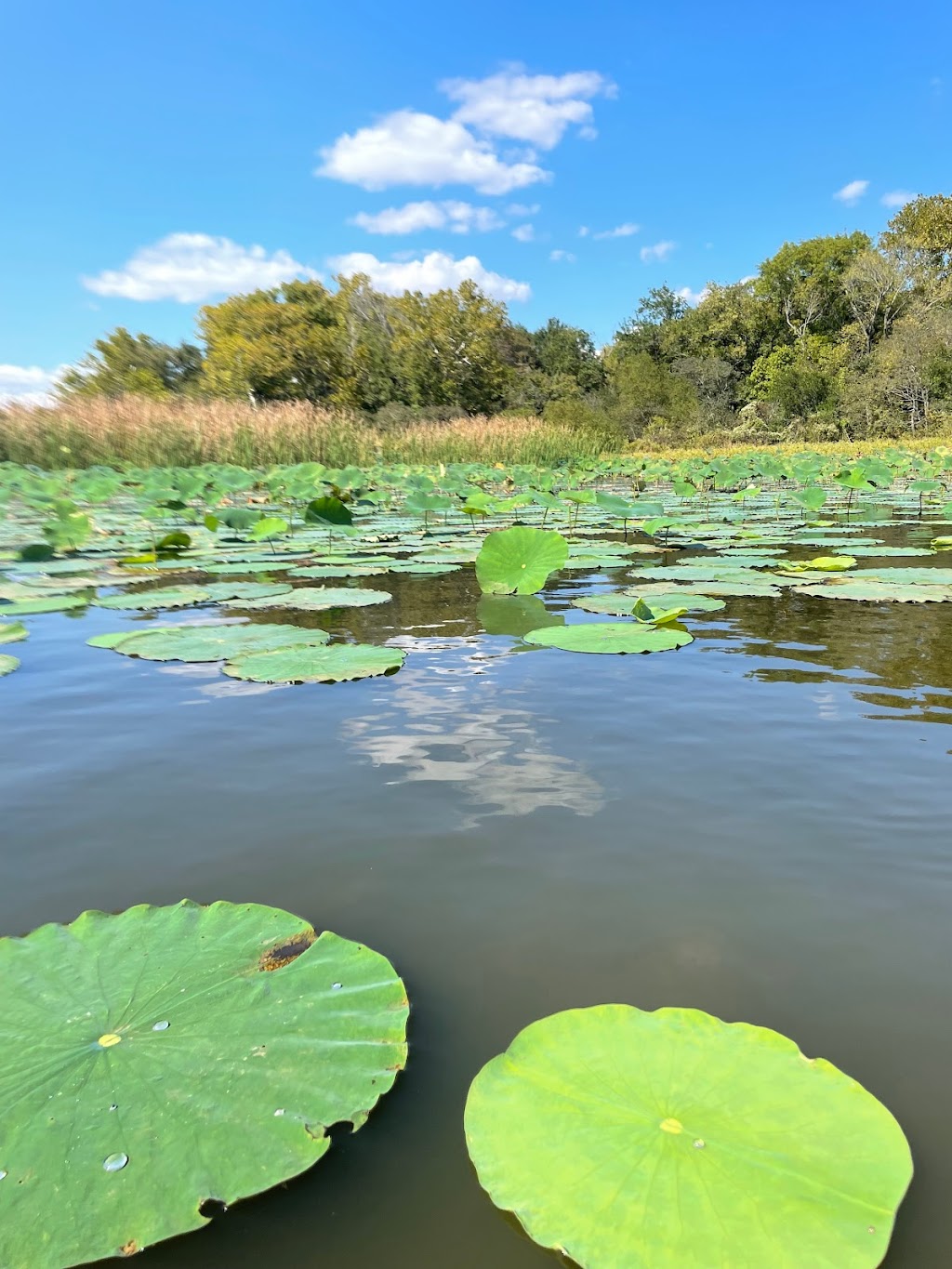 Coffee Mill Lake Recreation Area | Honey Grove, TX 75446, USA | Phone: (940) 627-5475