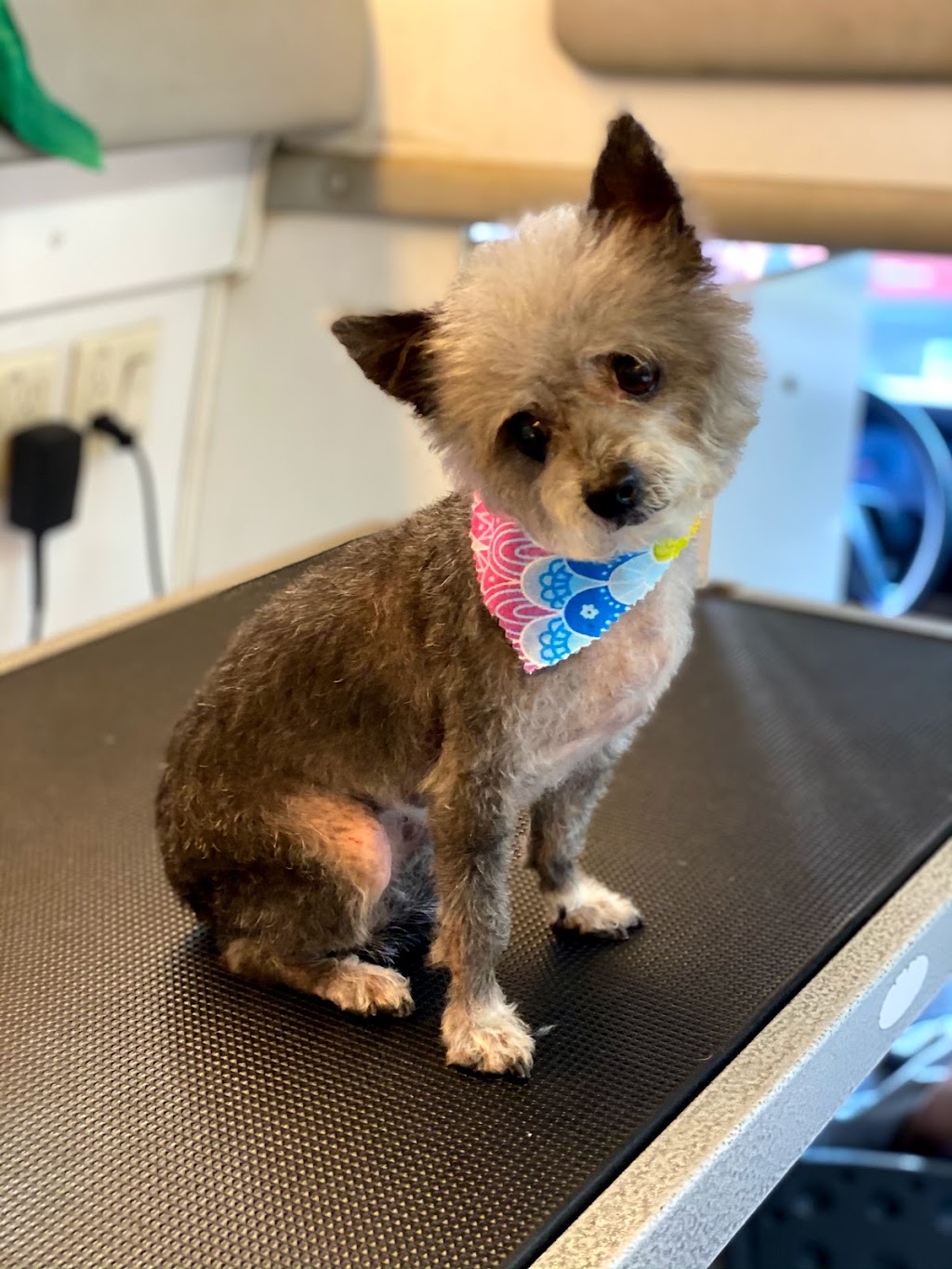 MJs Pet Spaw & Boutique Cage Free Salon & Mobile Grooming | 23032 Alicia Pkwy suite B, Mission Viejo, CA 92692 | Phone: (949) 784-9337