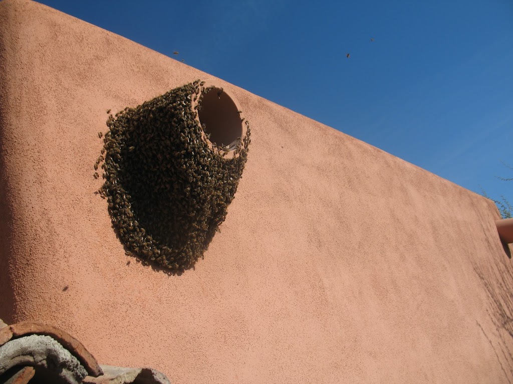 Phoenix Bee Removal | 9665 E Del Monte Ave, Gold Canyon, AZ 85118, USA | Phone: (480) 612-1620