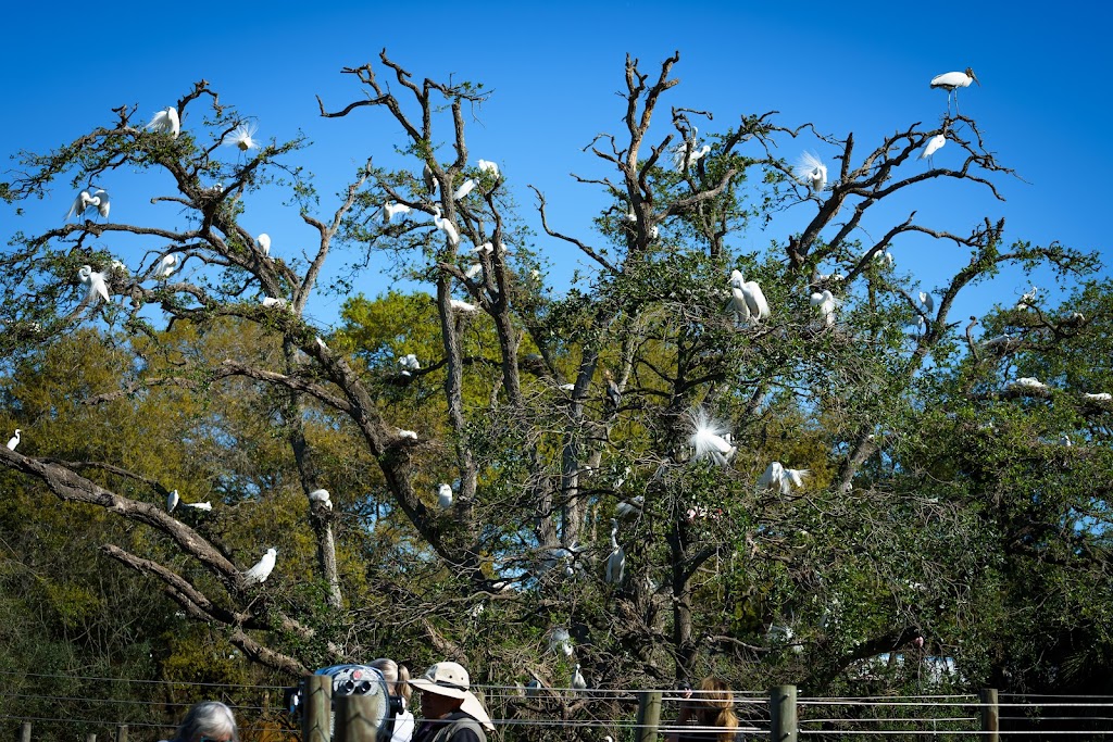 St. Augustine Alligator Farm Zoological Park | 999 Anastasia Blvd, St. Augustine, FL 32080, USA | Phone: (904) 824-3337