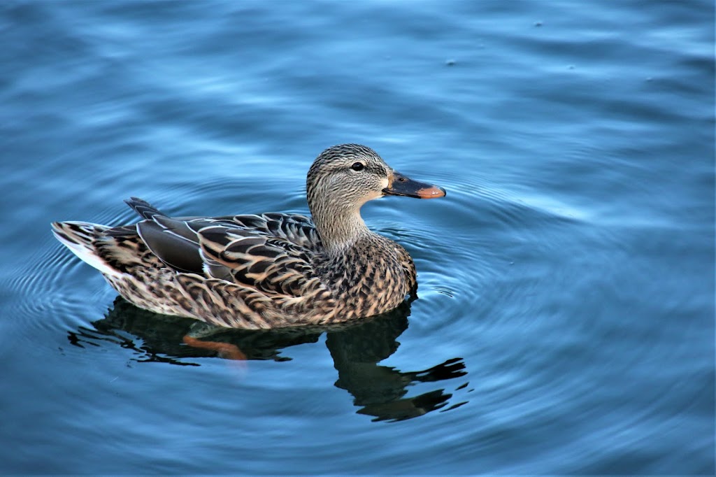 Rancho Santa Margarita Lake Park | Rancho Santa Margarita, CA 92688, USA | Phone: (949) 709-0010