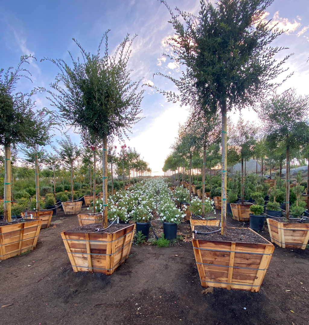 Southern Hill Nursery, Inc | 31730 Sage Rd, Hemet, CA 92544, USA | Phone: (951) 767-1011