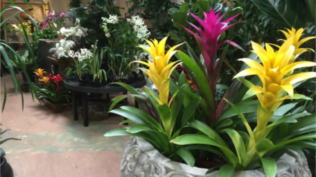 Exotic Plants Ltd | 1525 Fulton Ave, Sacramento, CA 95825, USA | Phone: (916) 922-4769