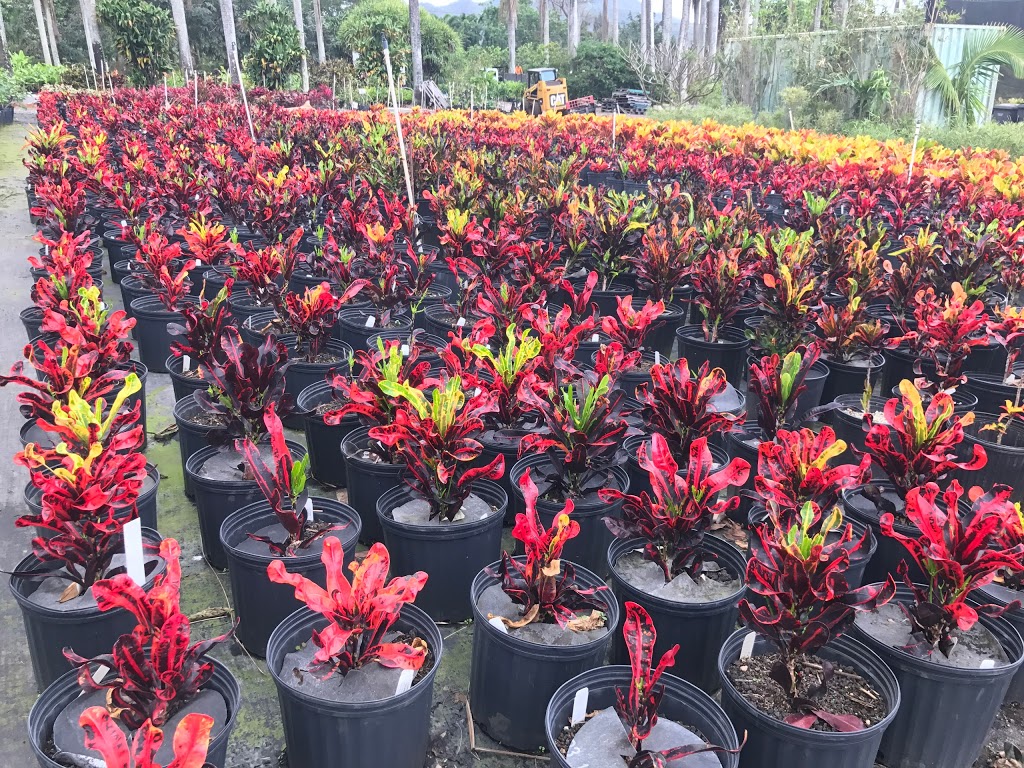 Sharons Plants Ltd | 41-614 Waikupanaha St, Waimanalo, HI 96795, USA | Phone: (808) 259-7137