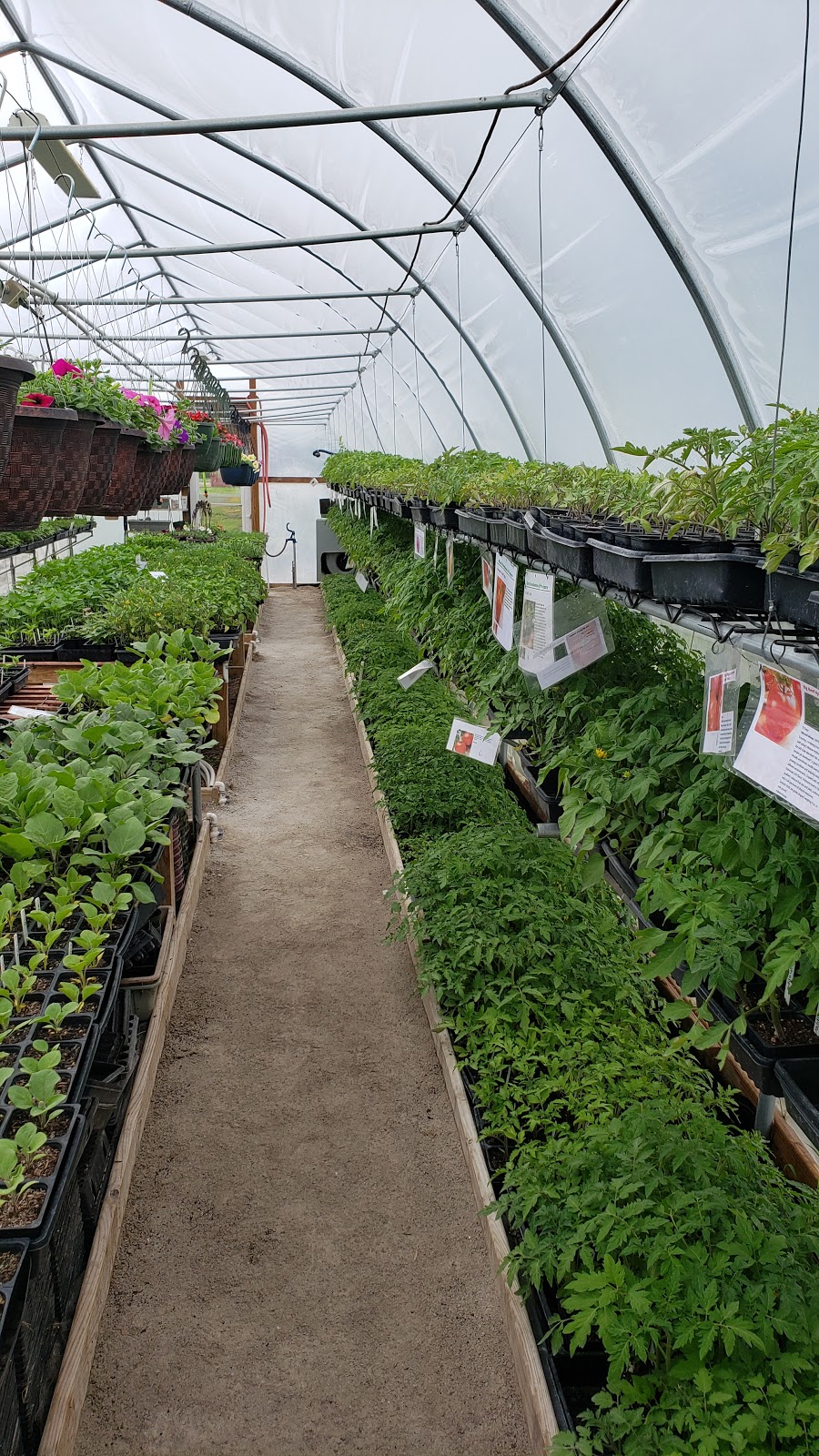 Wisely Greenhouse & Produce | 535 W Main St, Oakdale, IL 62268, USA | Phone: (618) 314-0337