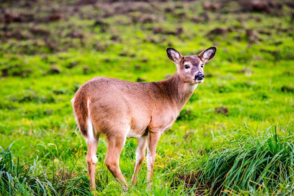 Ridgefield National Wildlife Refuge Auto Tour Start | Ridgefield, WA 98642, USA | Phone: (360) 887-4106