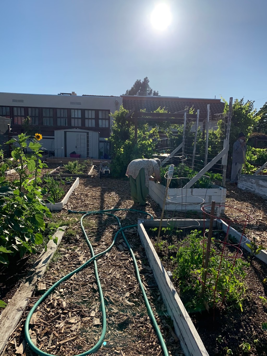 Ambrose Community Garden | 3105 Willow Pass Rd, Bay Point, CA 94565, USA | Phone: (925) 458-1601