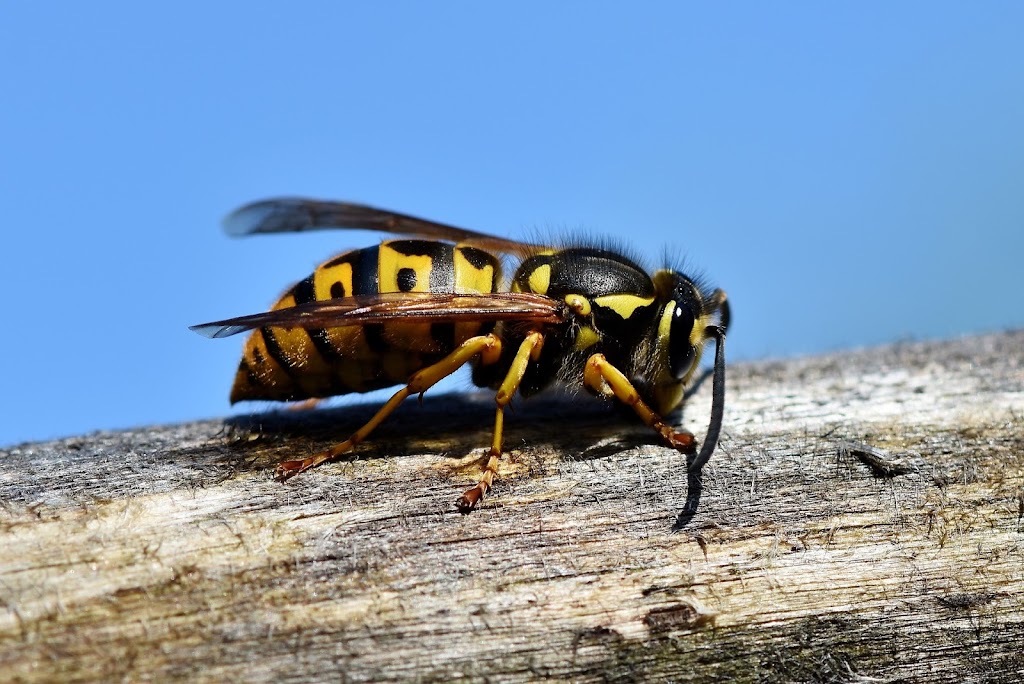 Evergreen Pest Management | 2750 E 9th St #102, Newberg, OR 97132 | Phone: (503) 925-9752