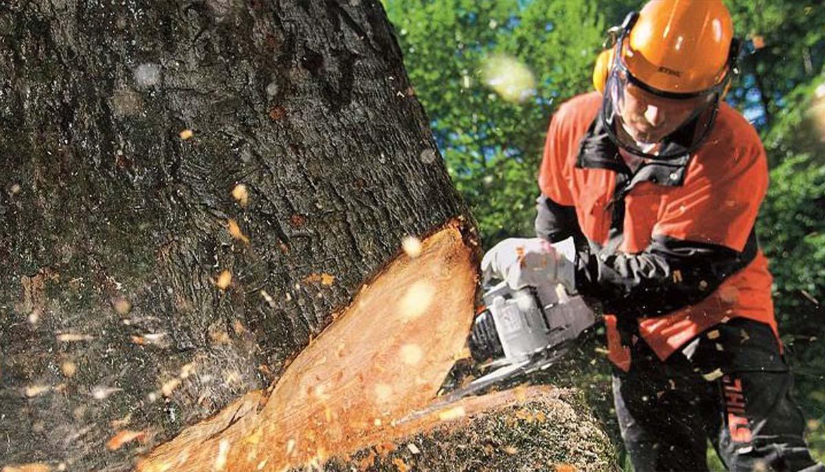 Rotherham Tree Services | Reresby House, Rotherham S60 1BY, United Kingdom | Phone: 01709 432122