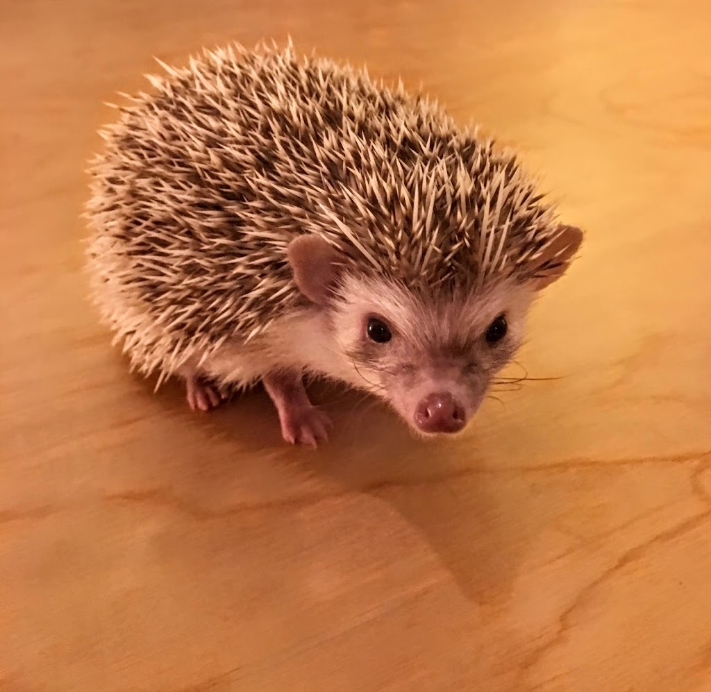 Hedgehog Garden | 8418 57th Ave E, Puyallup, WA 98371, USA | Phone: (425) 761-9592