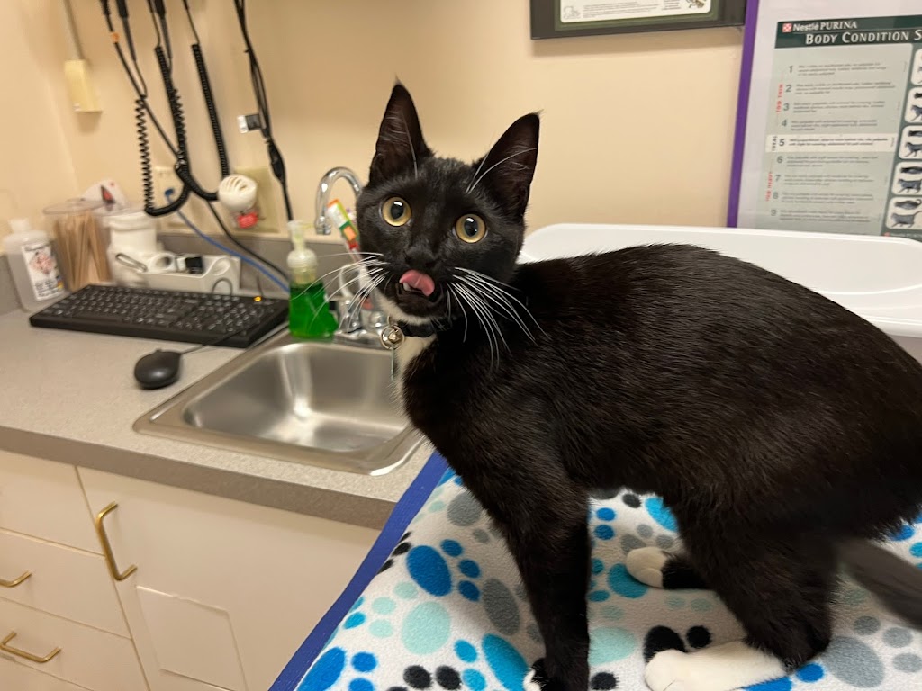 Cat Hospital At Towson | 6701 York Rd, Baltimore, MD 21212, USA | Phone: (410) 377-7900 Cat Hospital At Towson | 6701 York Rd, Baltimore, MD 21212, USA | Phone: (410) 377-7900