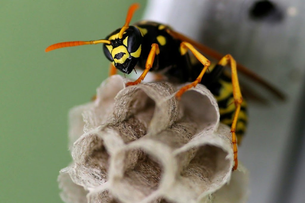 Healthy Home Pest Control & Services | 3680 Lebanon Ave, Belleville, IL 62221, USA | Phone: (618) 589-6016 Healthy Home Pest Control & Services | 3680 Lebanon Ave, Belleville, IL 62221, USA | Phone: (618) 589-6016