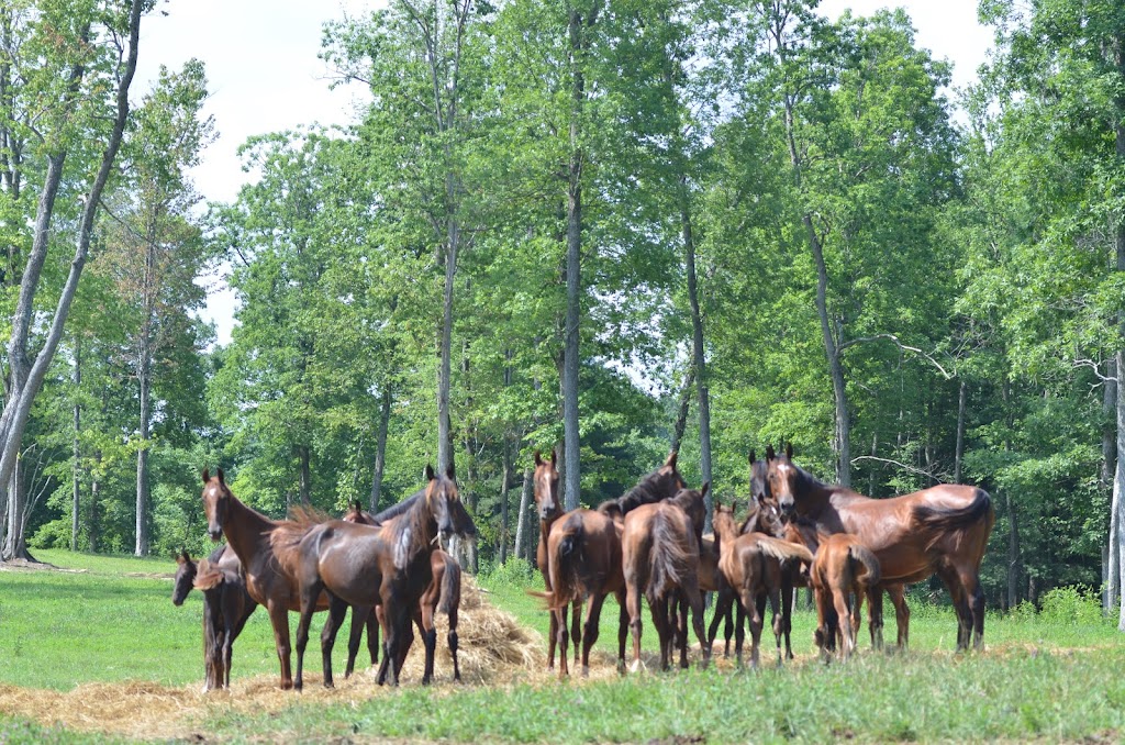 Singing Hills Stable | 1050 Stewart Fork Rd, Irvine, KY 40336, USA | Phone: (503) 680-3808