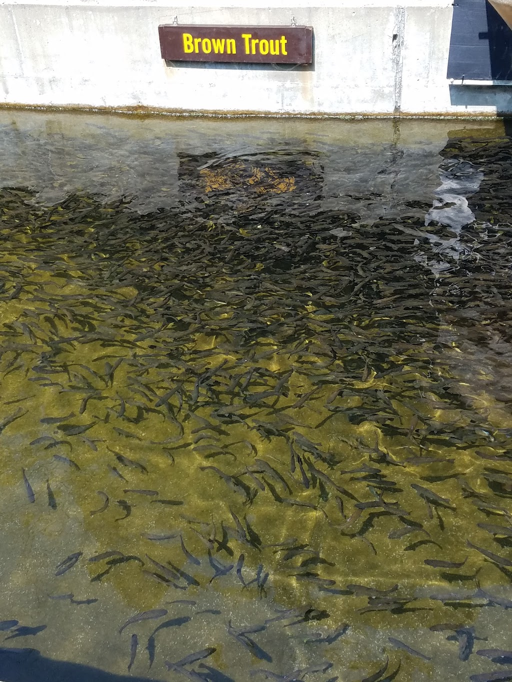 New York State Fish Hatchery | 7169 Fish Hatchery Rd, Bath, NY 14810, USA | Phone: (607) 776-7087