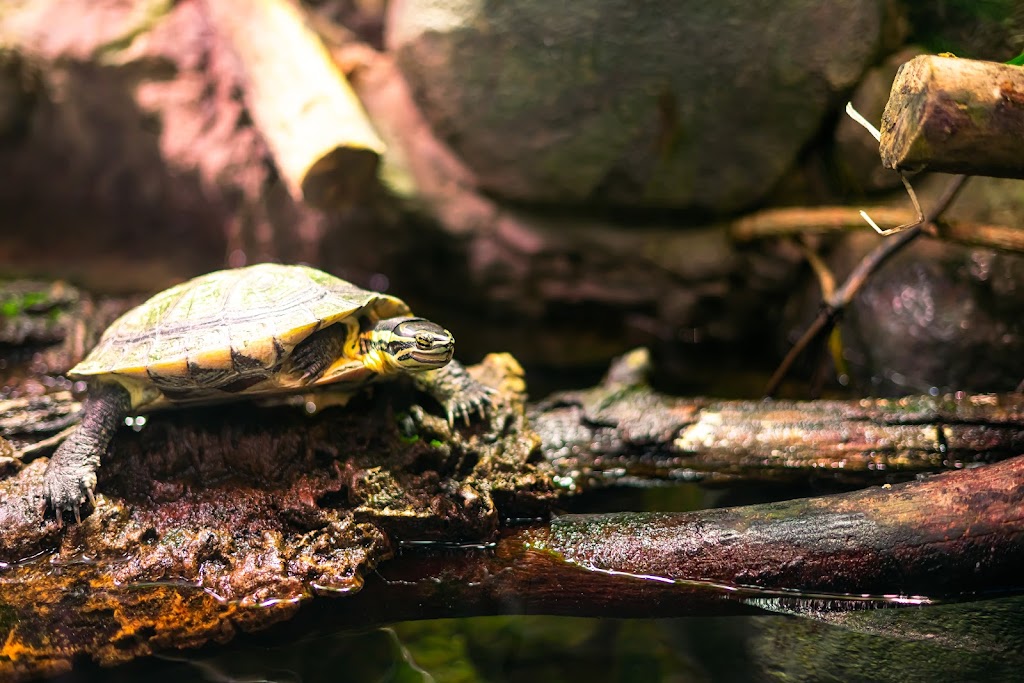 Tennessee Aquarium | 1 Broad St, Chattanooga, TN 37402, USA | Phone: (423) 265-0695