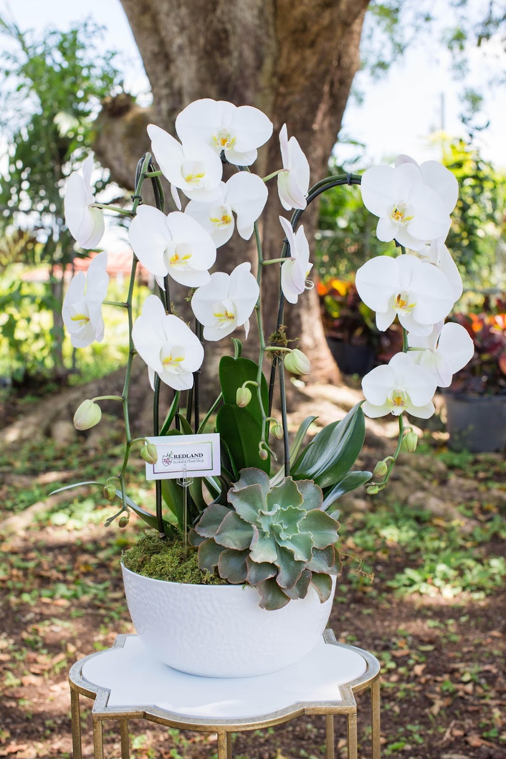 Redland Orchid & Plant Shop | 15880 SW 248th St, Homestead, FL 33031, USA | Phone: (786) 377-3637
