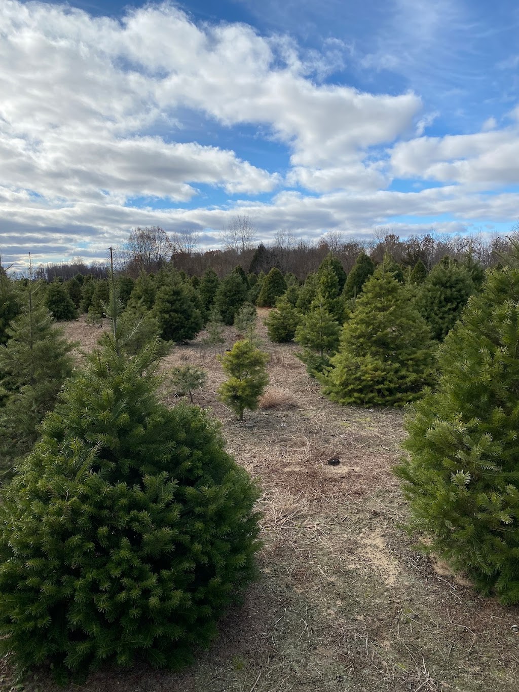 Salsberry Christmas Trees | 4595 Co Rd M, Delta, OH 43515, USA | Phone: (419) 826-6161